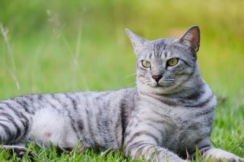 Detectan en EE. UU. una rara enfermedad neurológica que afecta a los gatos