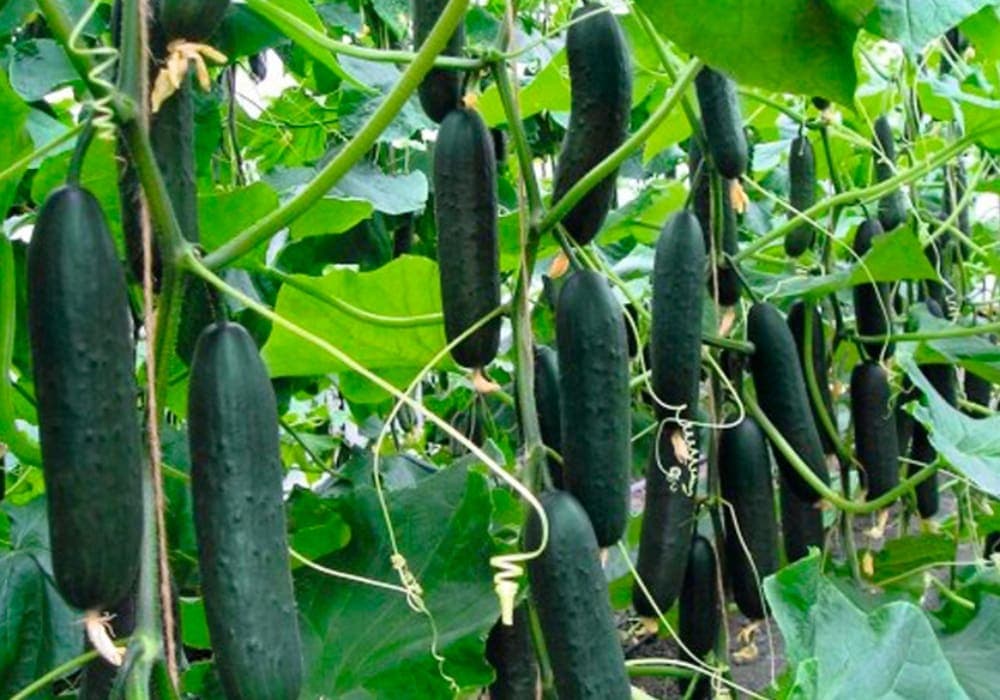 Tiktoker provoca la escasez de pepinos en Islandia por sus recetas virales de ensaladas