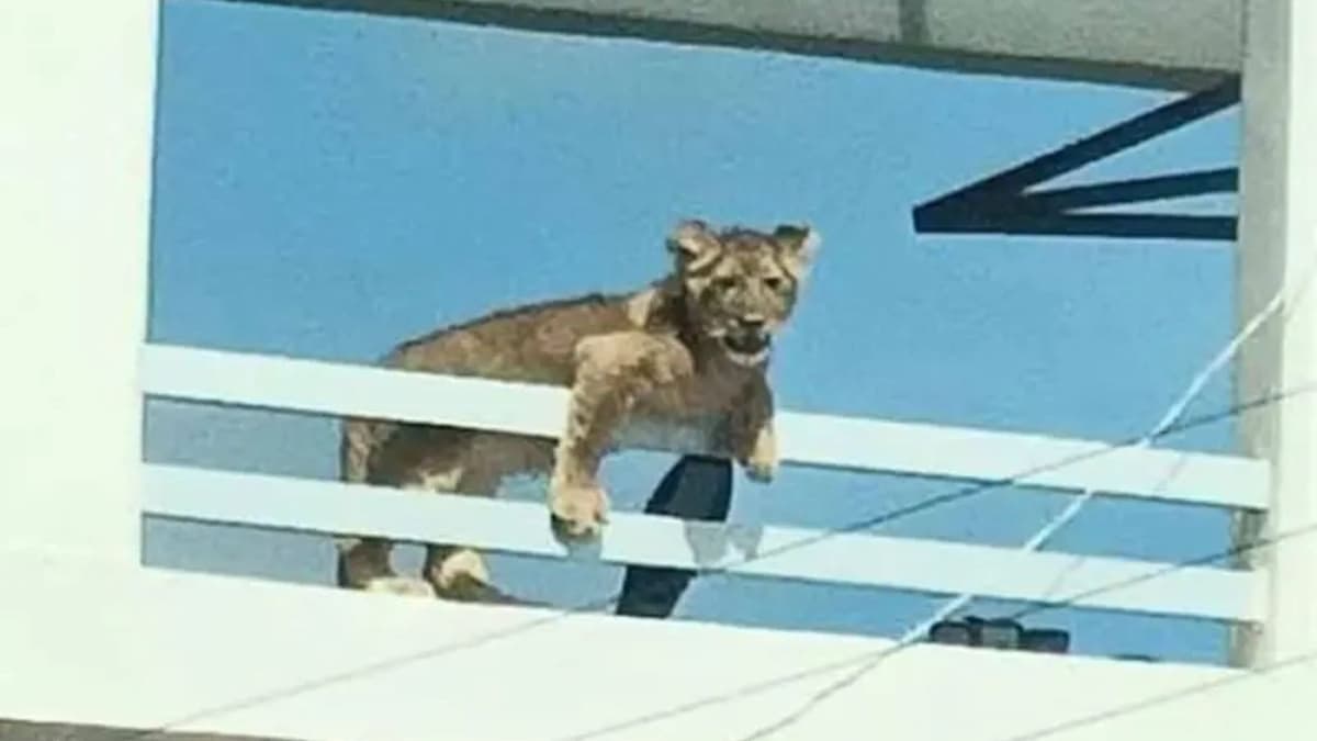 Vecinos reportan el avistamiento de un cachorro de león en el balcón de una casa en Querétaro