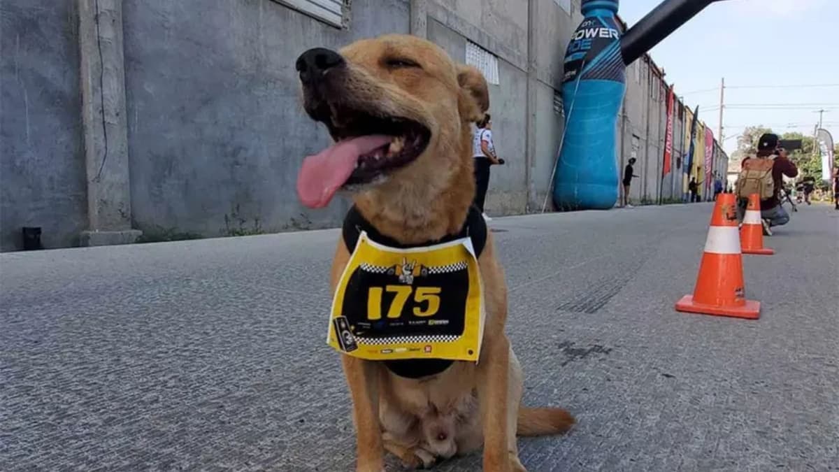 "Chicles", el famoso perro maratonista "cuelga los tenis"; ya no correrá debido a una lesión