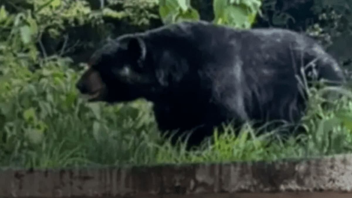 ¡Curioso visitante! Estudiantes captan el momento en que un oso se asoma por su universidad en Nuevo León