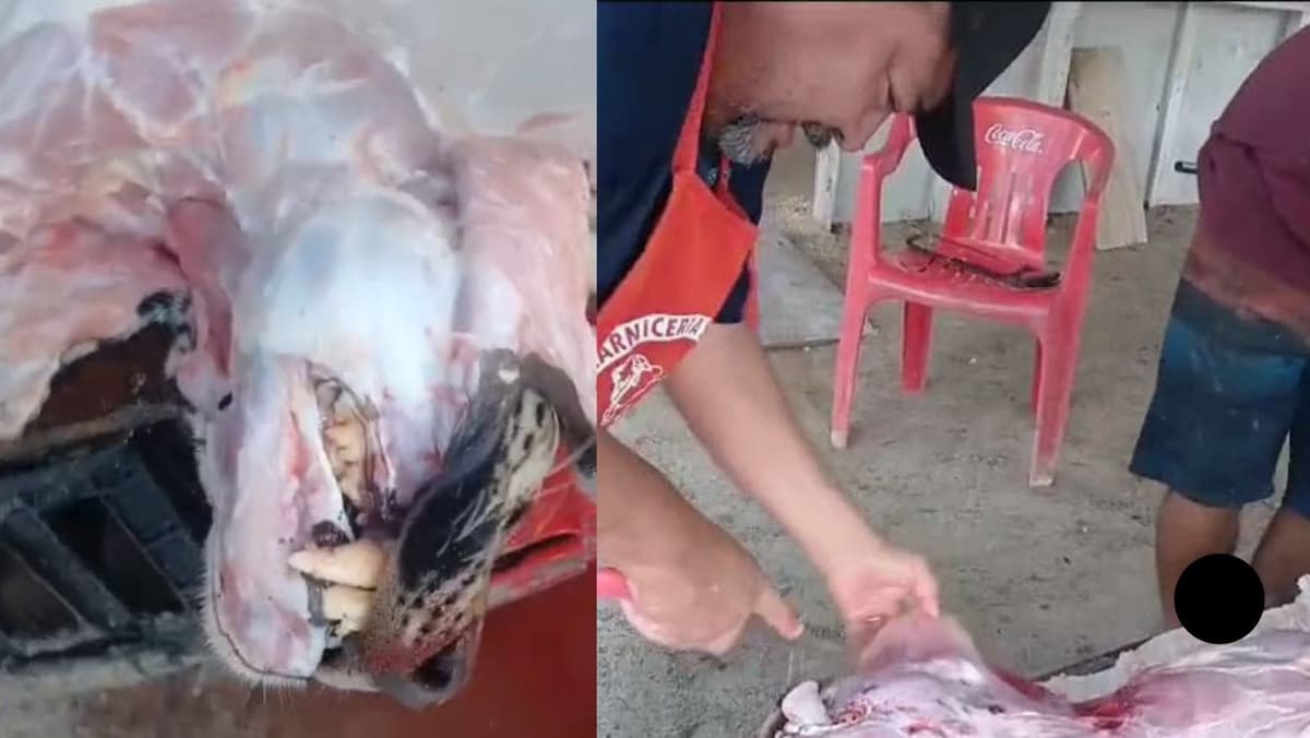 Cazan a jaguar; después le quitan sus garras, la piel y lo destazan en una carnicería de Yucatán para comérselo