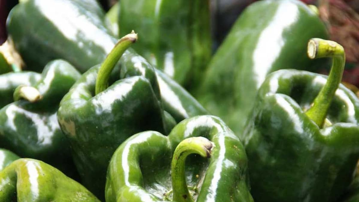 Colegio de Tlaxcala alerta sobre la aparición de un chile poblano "pirata" ¿De qué se trata?