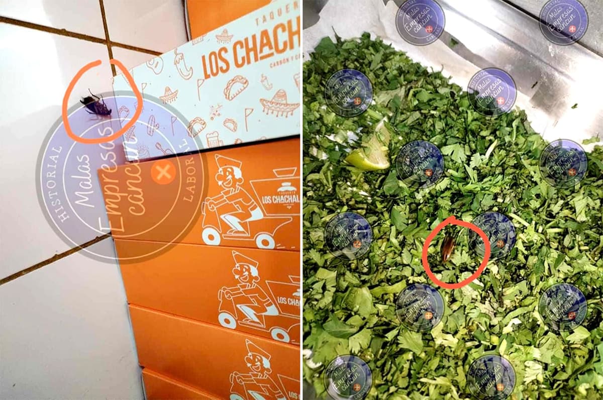 Video: Extrabajador denuncia plaga de cucarachas en taquería de la Zona Hotelera de Cancún