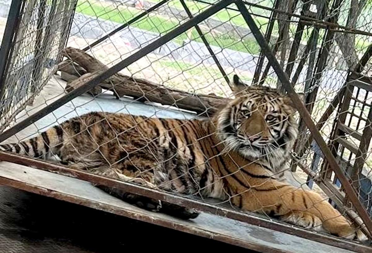 Video: Se fuga tigre de zoológico cerca del río Bravo en Reynosa, Tamaulipas