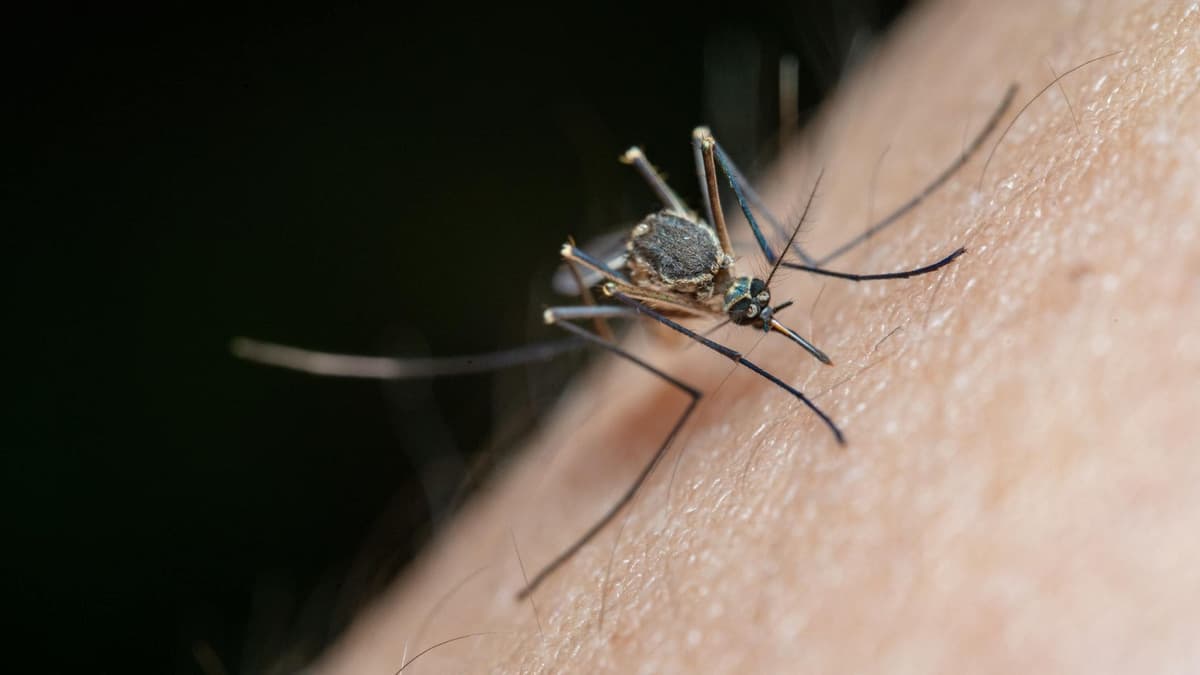 Hombre contrae tres enfermedades luego de ser picado por un mosquito; está conectado a un respirador