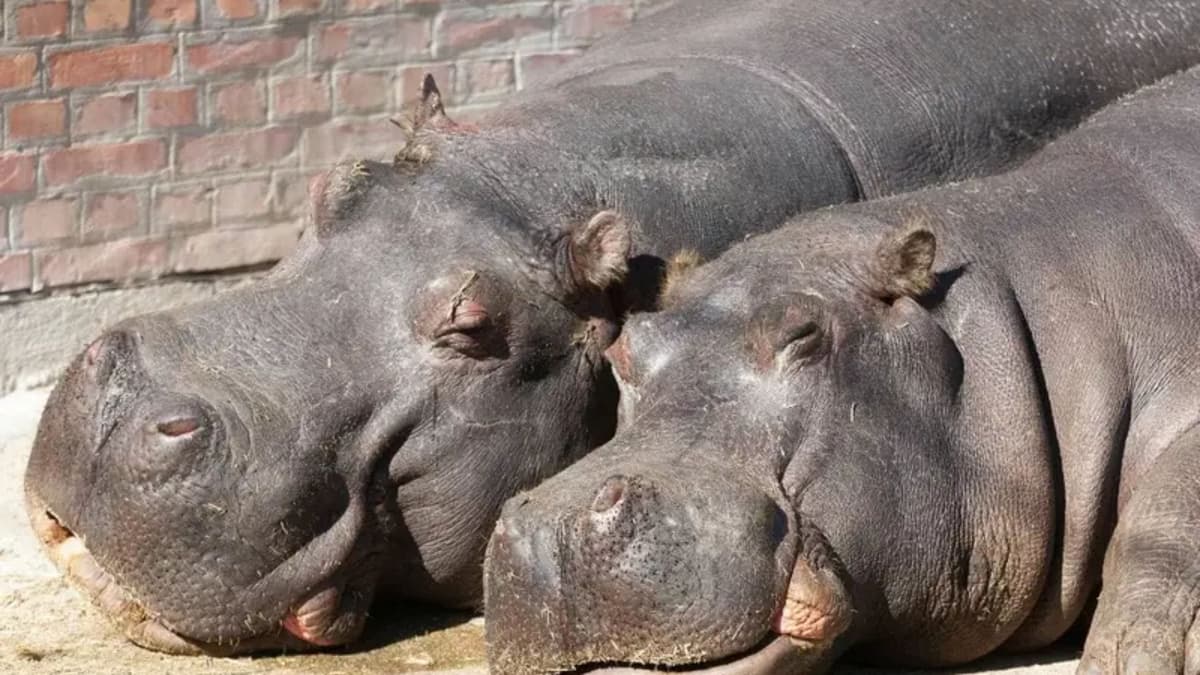 Colombia cazará a los hipopótamos de Pablo Escobar; están afectando el equilibrio ecológico