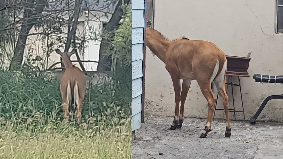 Video: Capturan a venado en Tamaulipas y minutos después muere; le habría dado un paro cardiaco