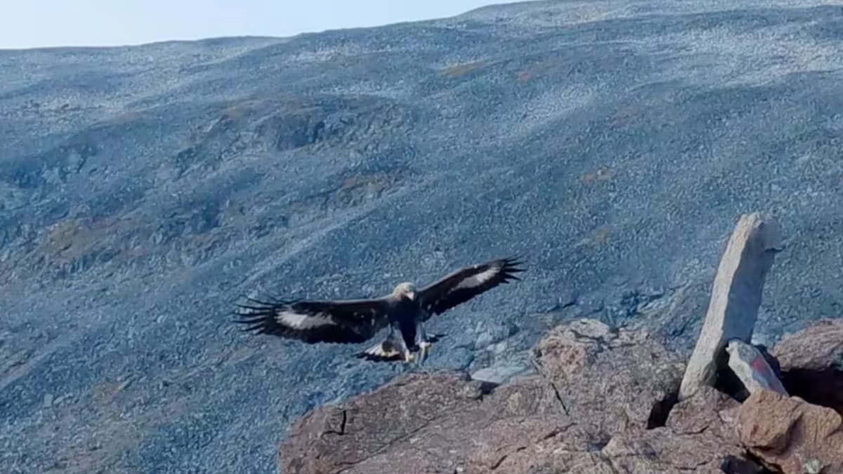 Águila real ataca en una semana a senderista y a una bebé, en Noruega