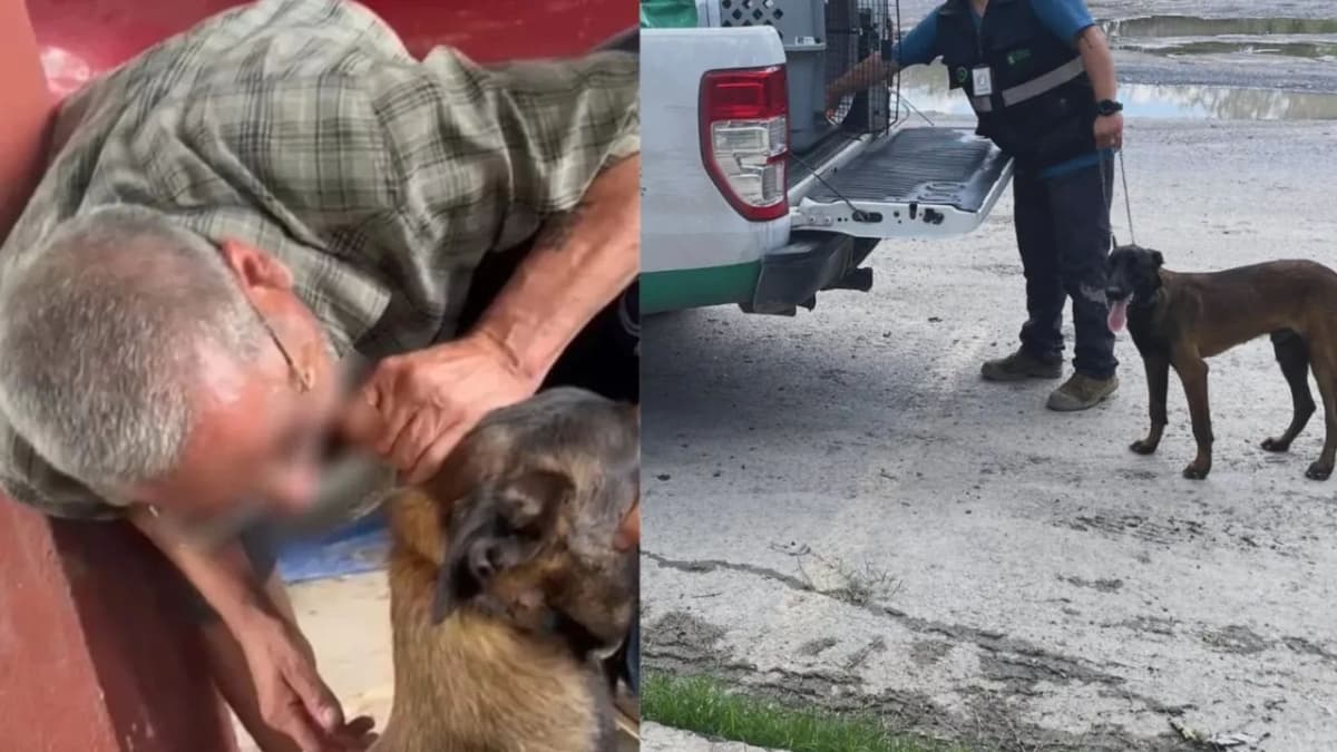 Video: Hombre le mutila la oreja a un perro de una mordida en Nuevo León