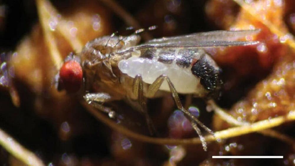 Descubren una criatura que se reproduce de manera similar a los monstruos de ‘Alien’