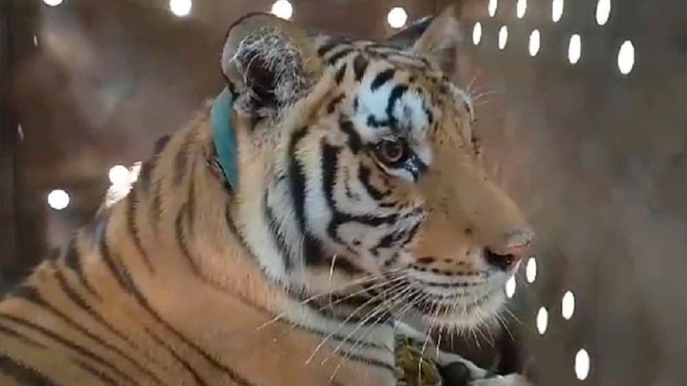 Rescatan a tigresa de bengala abandonada tras enfrentamientos en Sinaloa