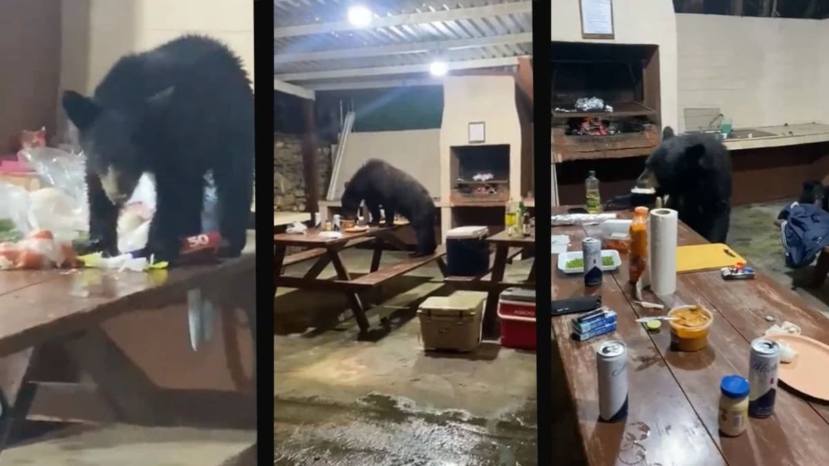 Video: ¡Sorpresa!Familia de osos interrumpe una fiesta y se come los alimentos en Nuevo León