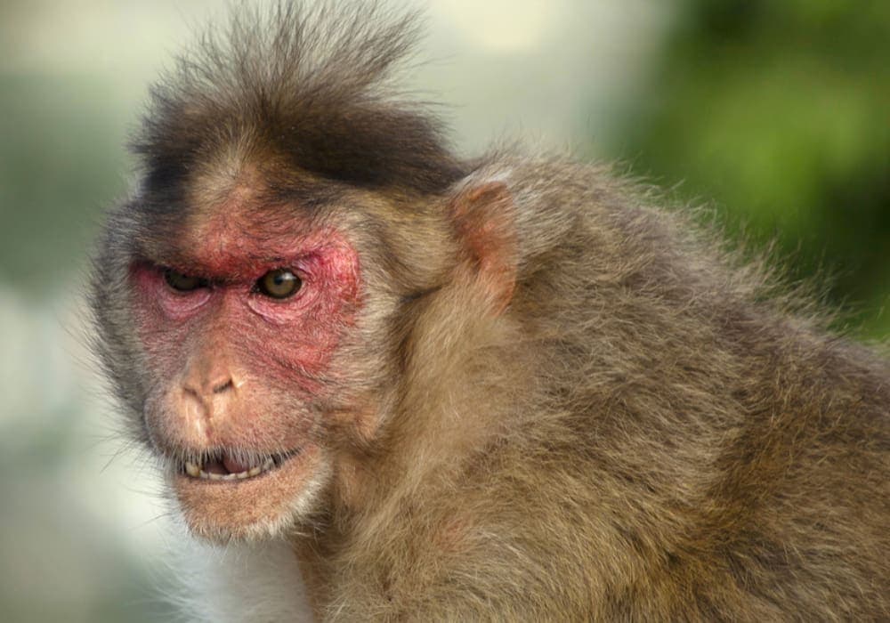 Manada de monos salvó a una niña de ser abusada sexualmente en la India