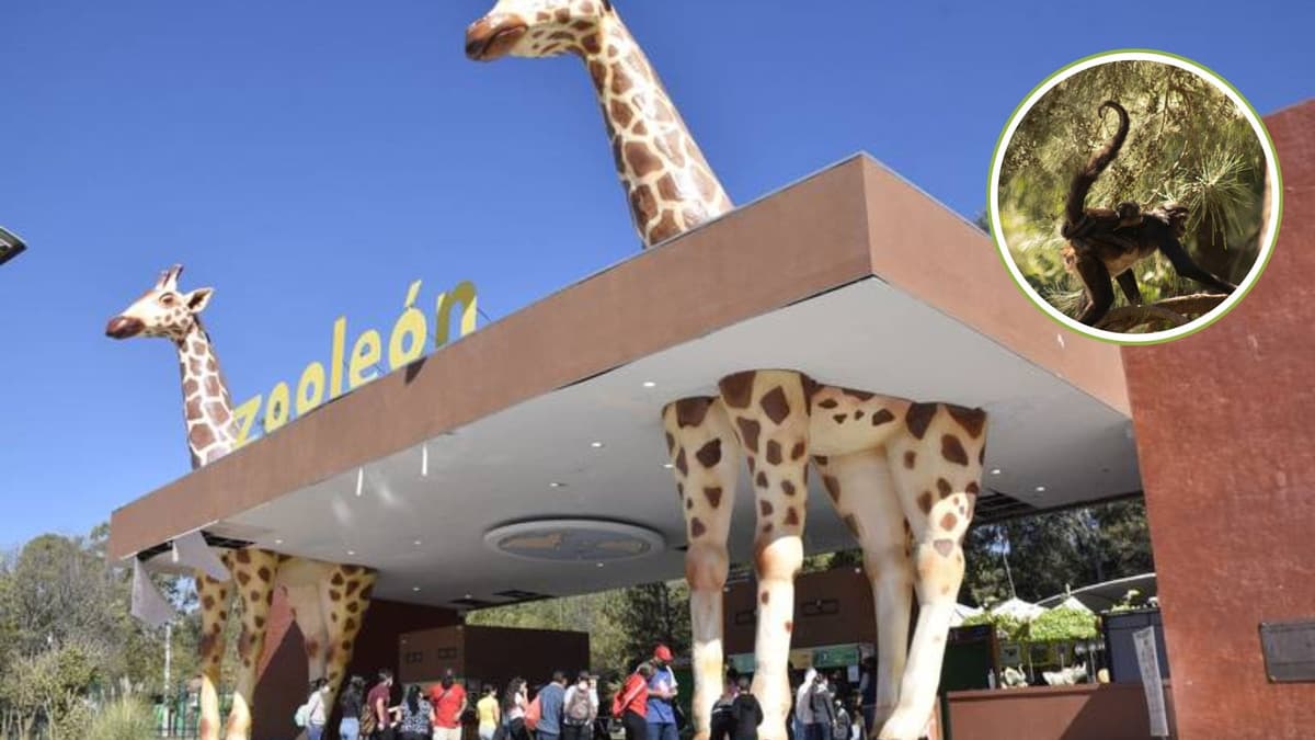 Zoológico de León advierte a sus visitantes que mono araña cargará con su cría muerta por varios días; esta es la razón