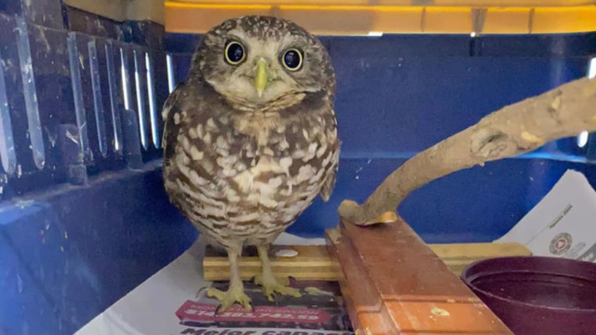 Tecolote es rescatado tras chocar con un automóvil en Hidalgo