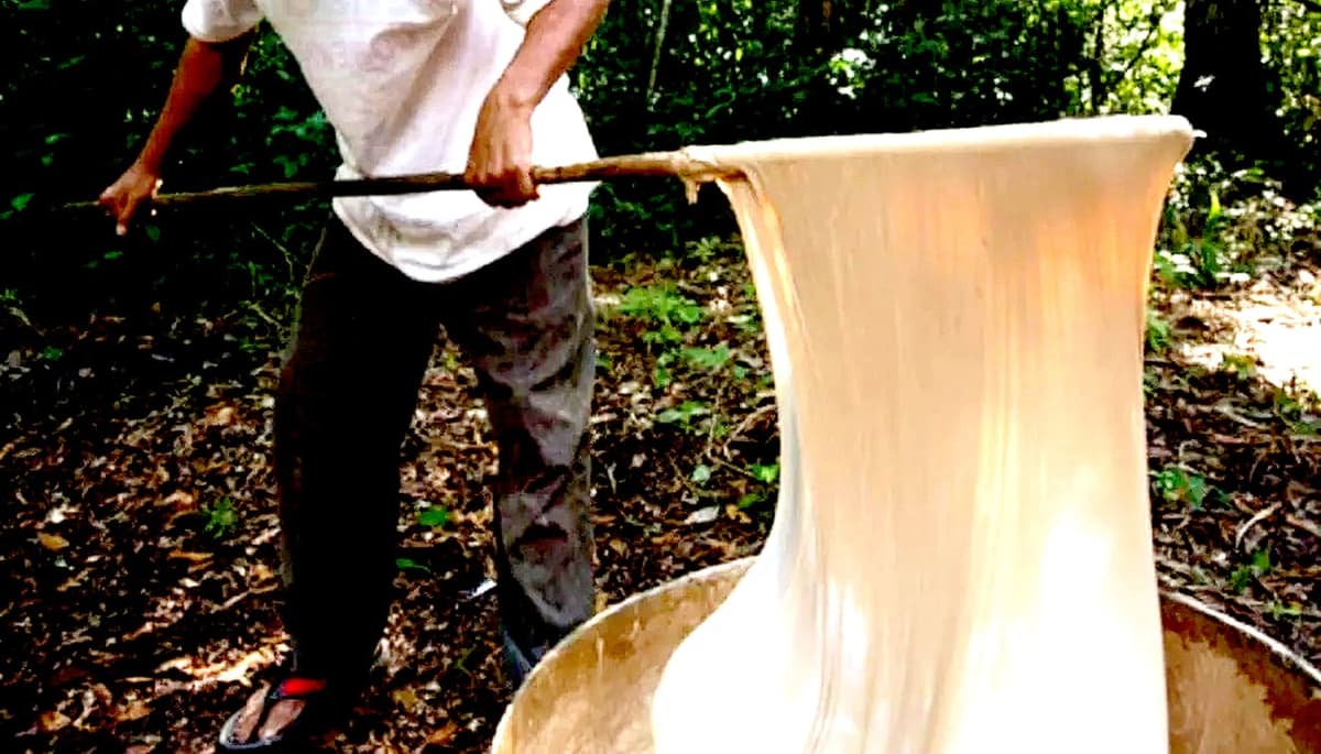 Productores mayas prevén exportar más de 100 toneladas de chicle a Europa y Asia