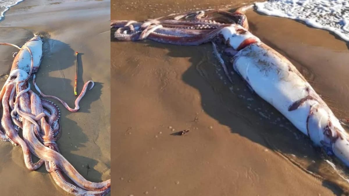Calamar gigante de 10 metros aparece varado en playa de España