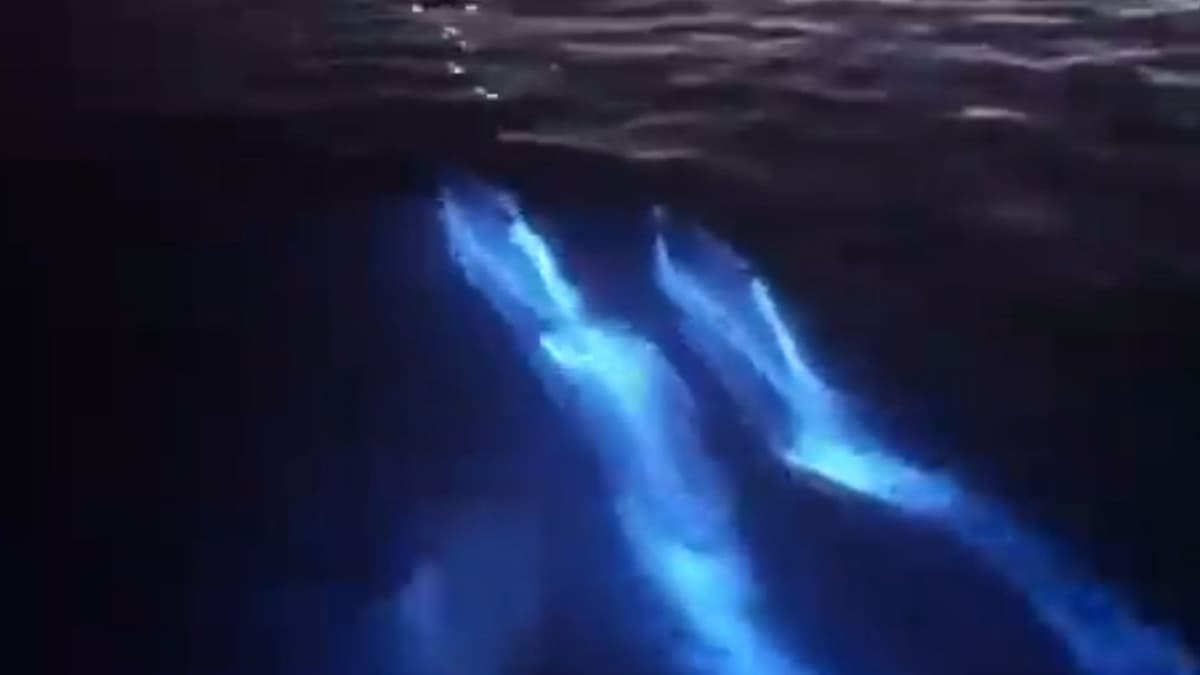 Video: Captan a delfines con bioluminiscencia en playas de San Diego, California