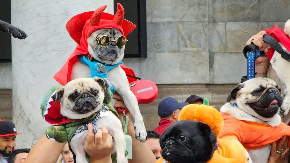 ¡Cositas! Celebran el Pugween 2024 en CDMX, decenas de perritos acudieron disfrazados