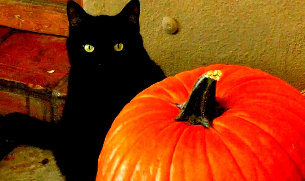 Alertan sobre más adopciones y sacrificios de gatos negros en Cancún por Halloween