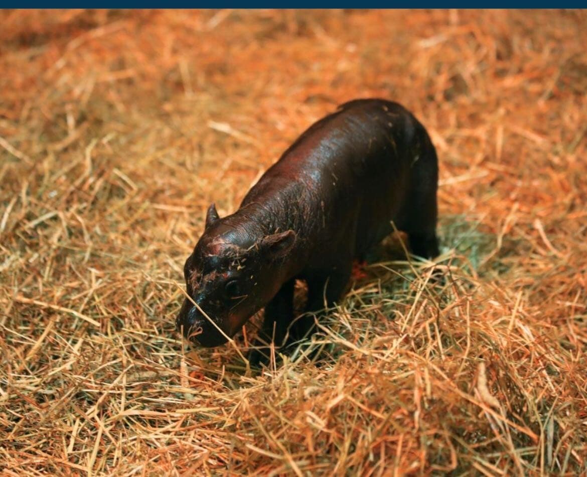 Bebé hipopótamo se convierte en la última sensación en zoológico de Edimburgo, Escocia