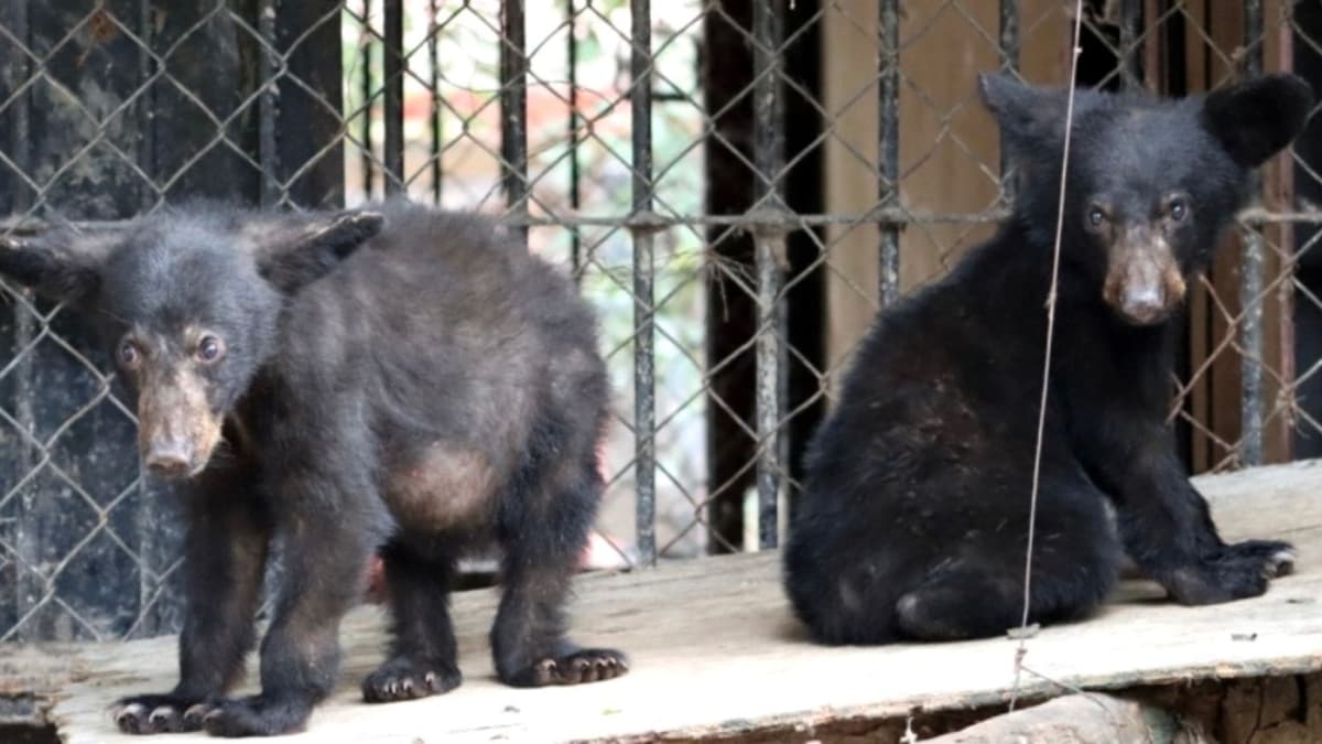 Resguardan a una osa y sus crías en Tamaulipas; estaban desnutridos y con garrapatas
