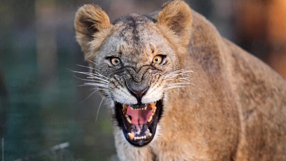 Detienen a 40 personas y decomisan más de 20 animales exóticos en Edomex