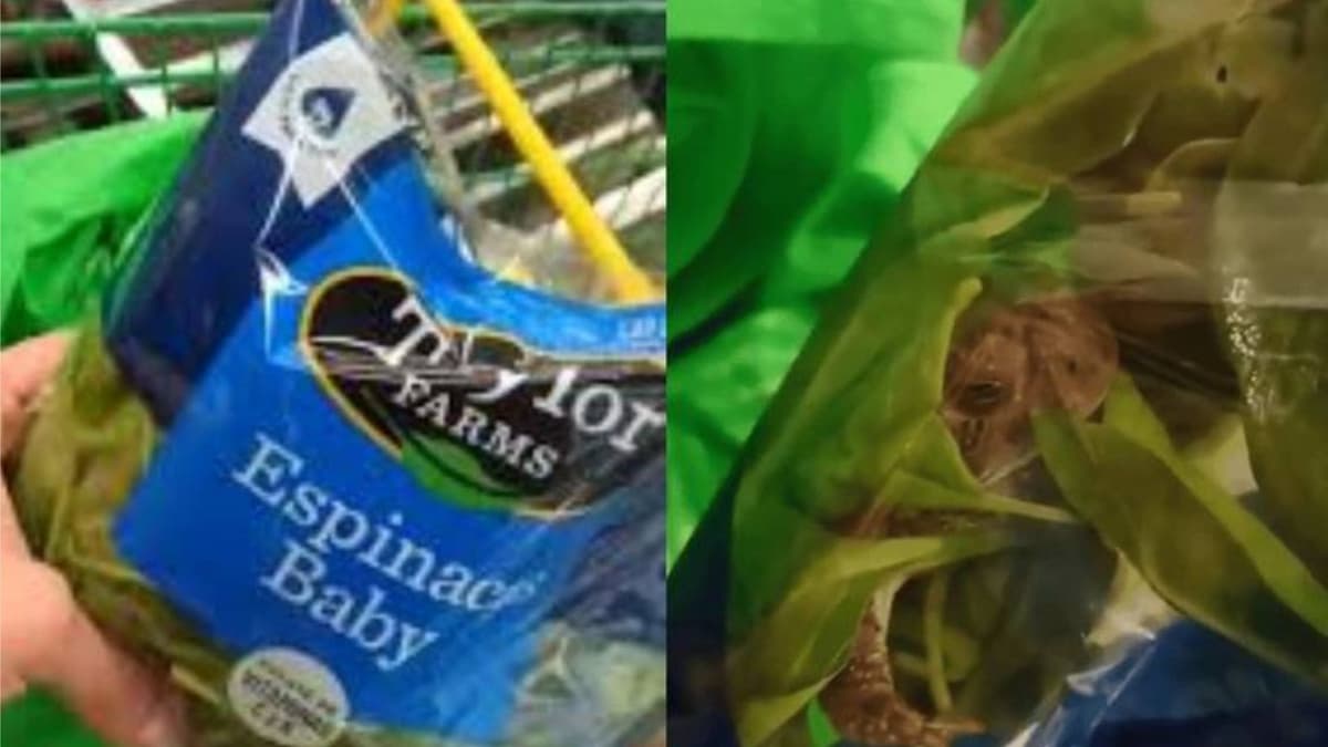 Video: Encuentran rana viva al interior de una bolsa de espinacas, en Zacatecas