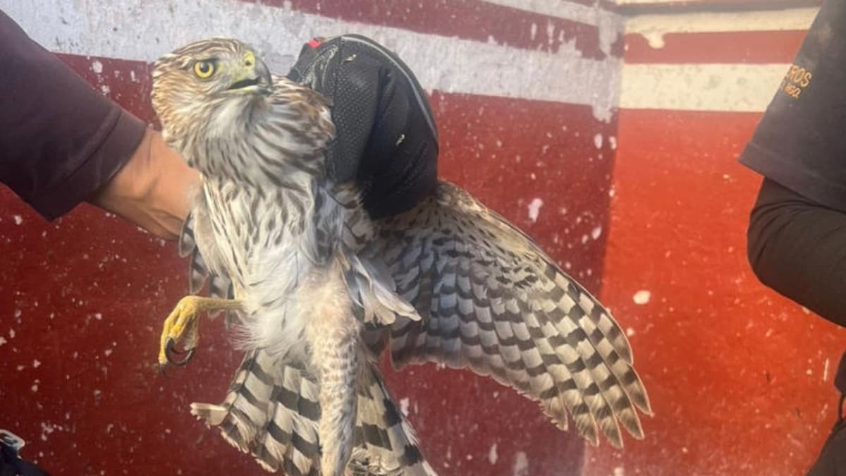 Rescatan halcón que se encontraba en una catedral en Hidalgo