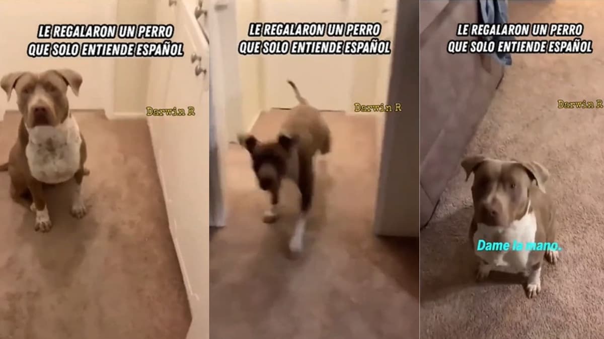Video: Estadounidense adopta perrito pero solo entiende español, ¿cómo se enteró?