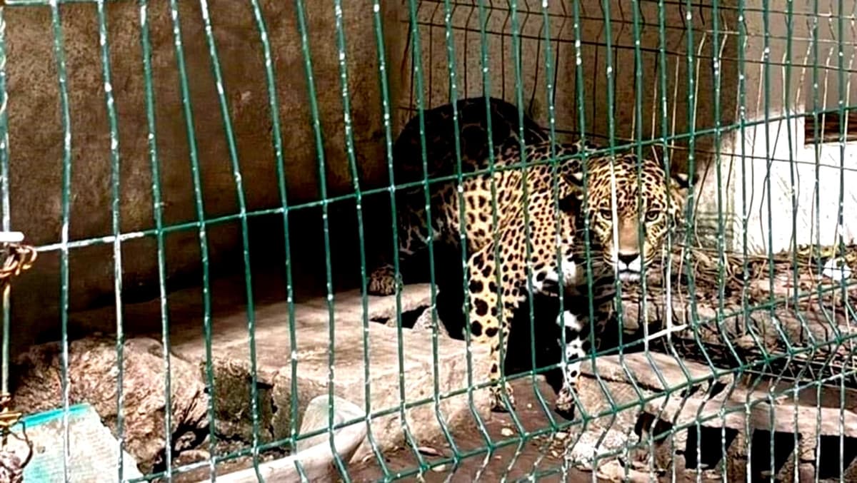 Hallan armas y un leopardo a exedil de San Luis Potosí