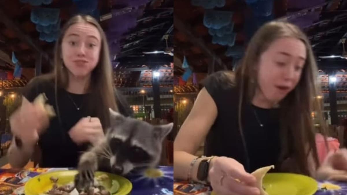 Video: Mapache le roba un taco a una mujer mientras comía en un restaurante