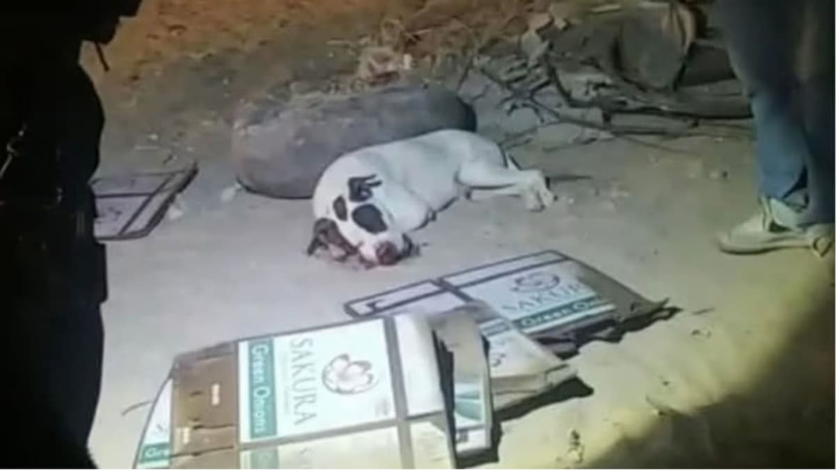 Niños colocan cuetes a perrito en el hocico y le quitan la vida en Sonora