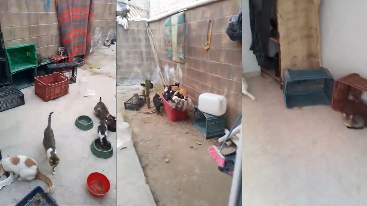 Rescatan a más de 60 gatos de supuesto refugio animal en Puebla