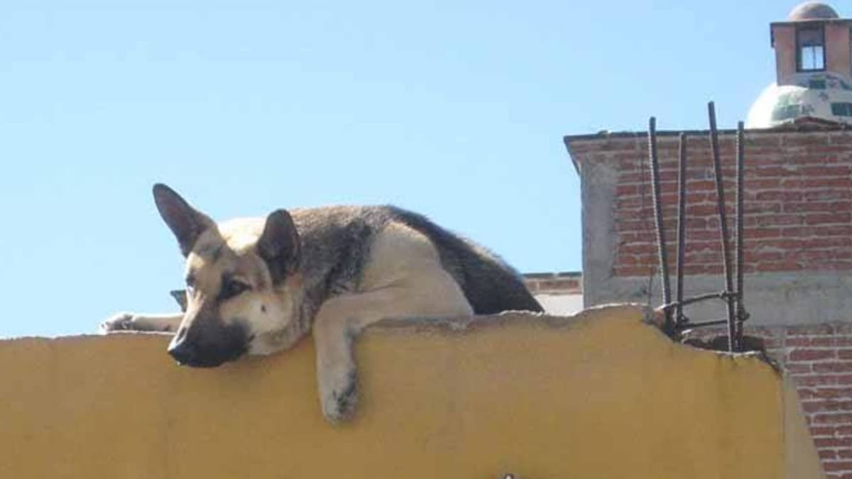 Video: Hombre golpea a perrito en Hidalgo; lo azota contra la loza y lo patea