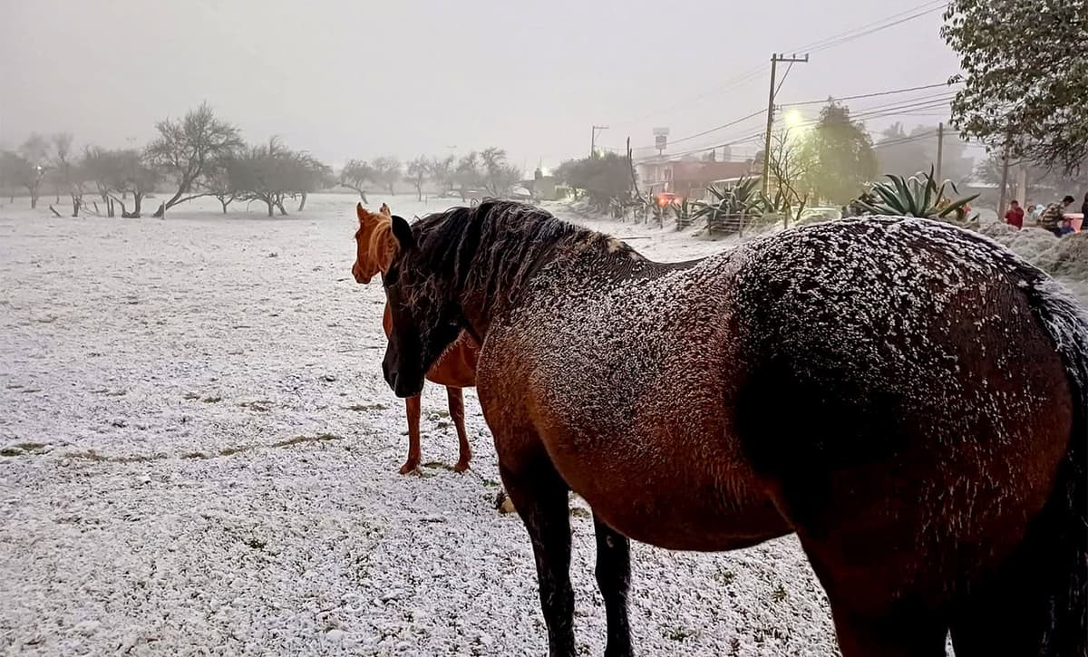 <a name="_Hlk188461965"></a>Video: Nevó en la sierra de Veracruz por primera vez en casi 20 años