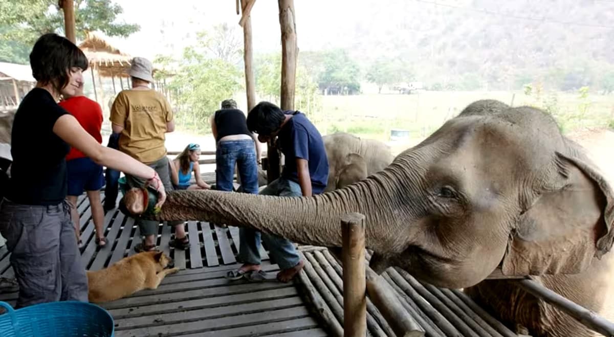 ¡Insólito!: Corte de EU niega liberar cinco elefantes porque "no son personas"