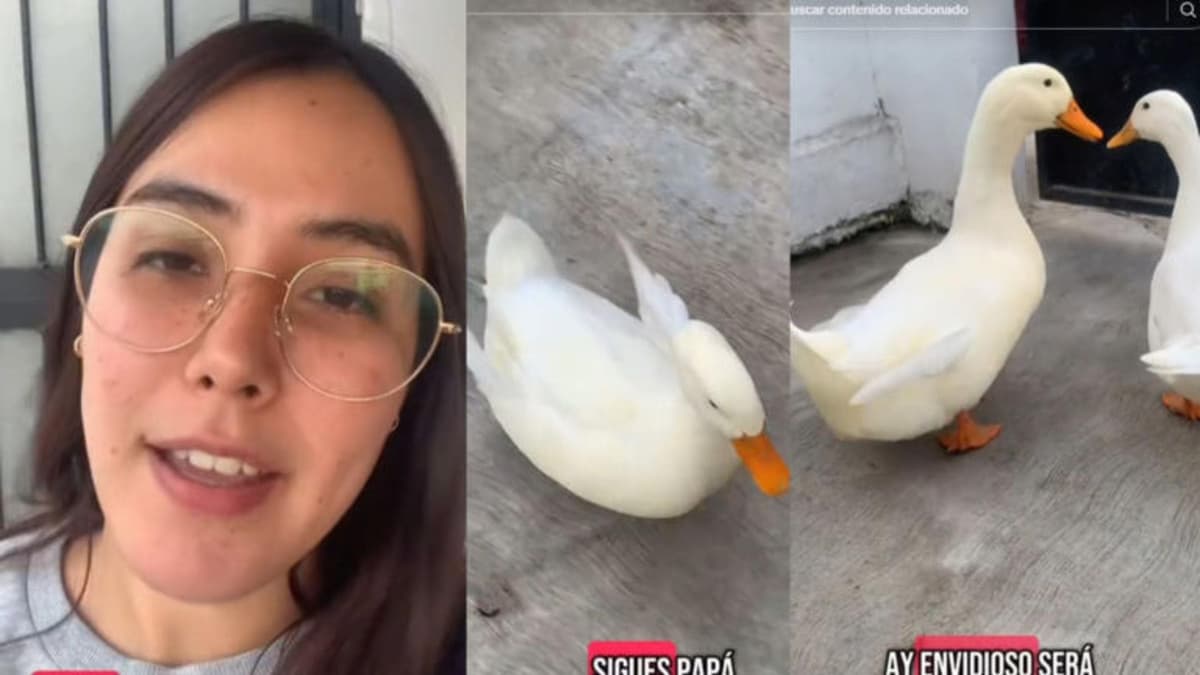 Video: Influencer muestra cómo su pato la sigue a todos lados y se pregunta por qué