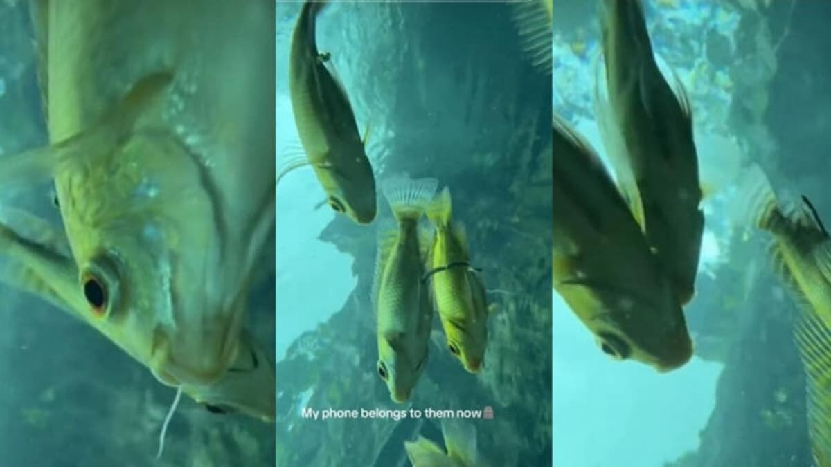 Video: Turista pierde el celular mientras se lanza a cenote de Tulum y capta increíble paisaje marino
