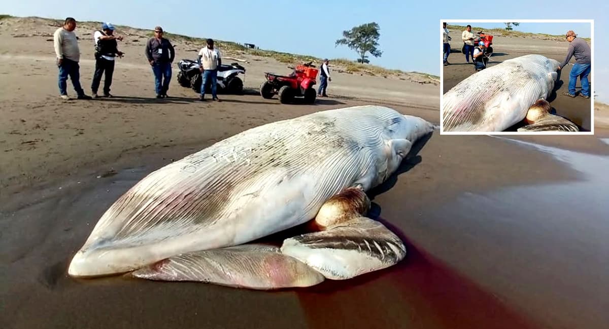 Video: Aparece ballena muerta en costas de Nautla, Veracruz