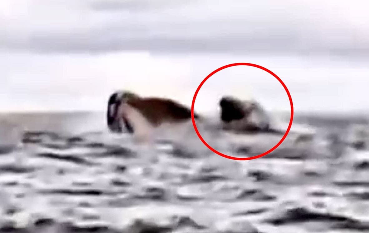 Video: una ballena se traga y escupe a kayakista en Chile