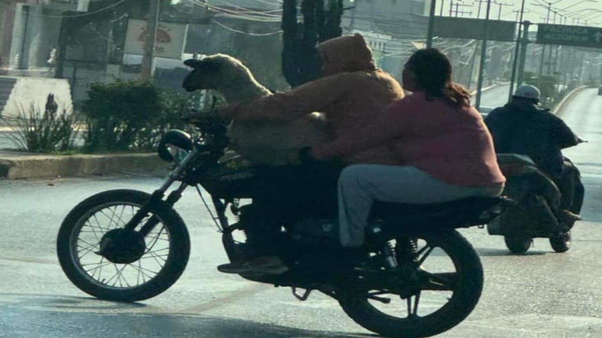 Captan a borrego viajando en motocicleta en Hidalgo