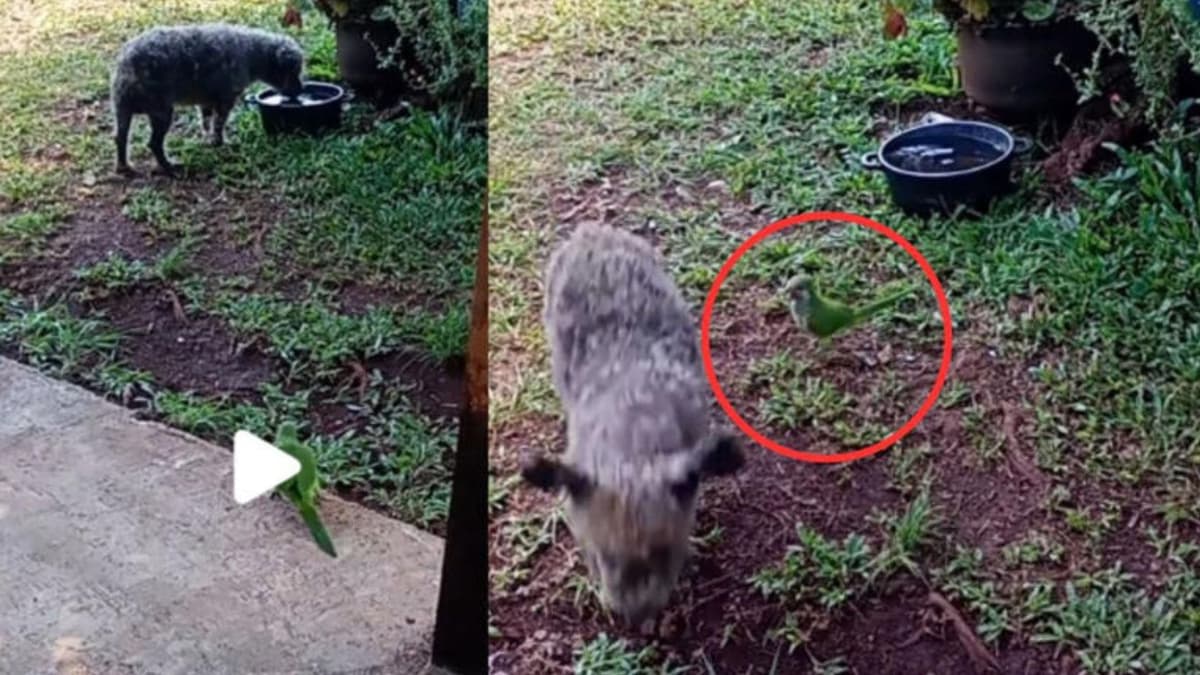 Video: Loro se cree perro, le "ladra" a su compañero y lo ahuyenta