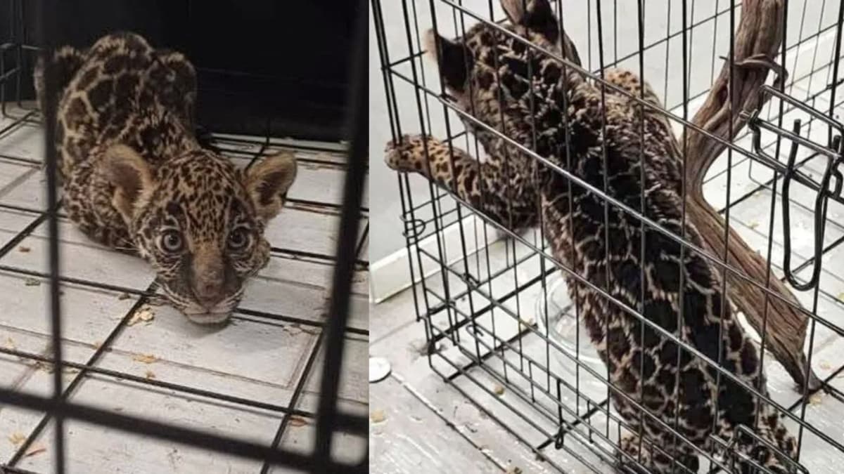 Venden jaguar en plaza de Oaxaca; ambientalistas piden a Profepa rescatarlo