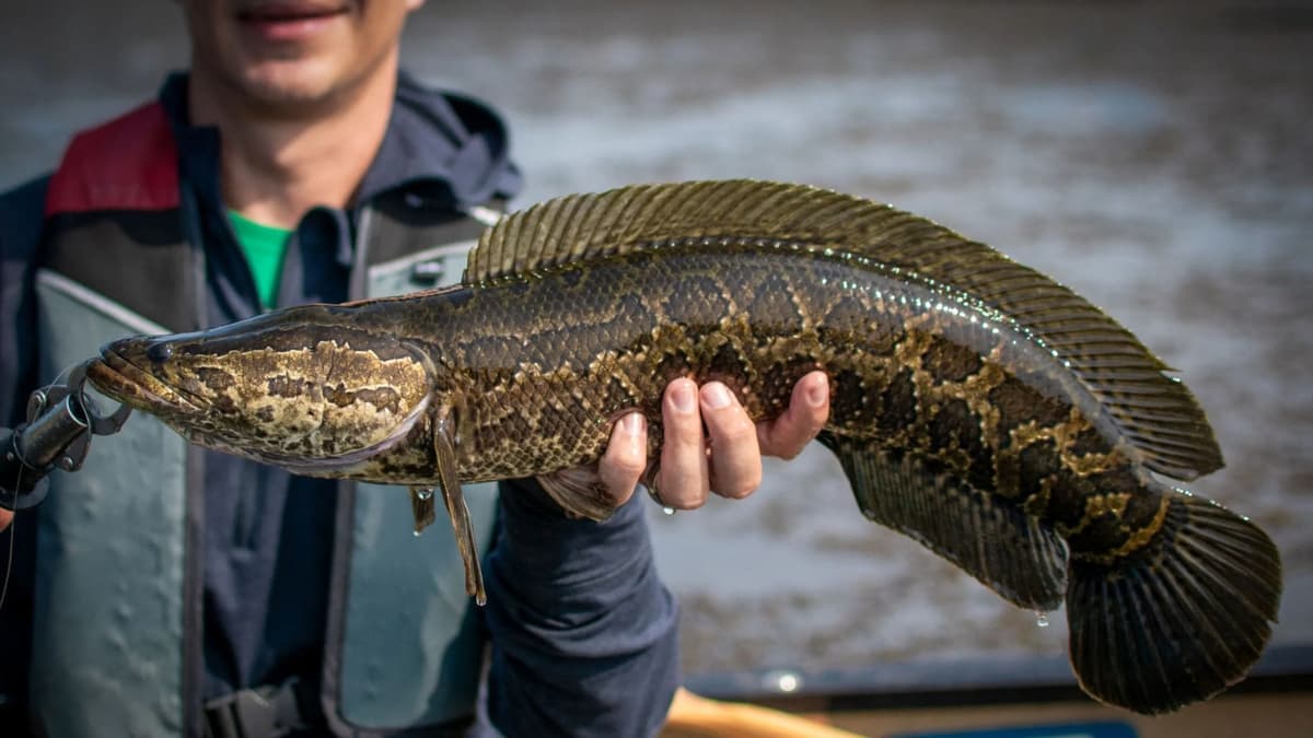 Pez cabeza de serpiente alerta al gobierno de Estados Unidos; está destruyendo los ecosistemas