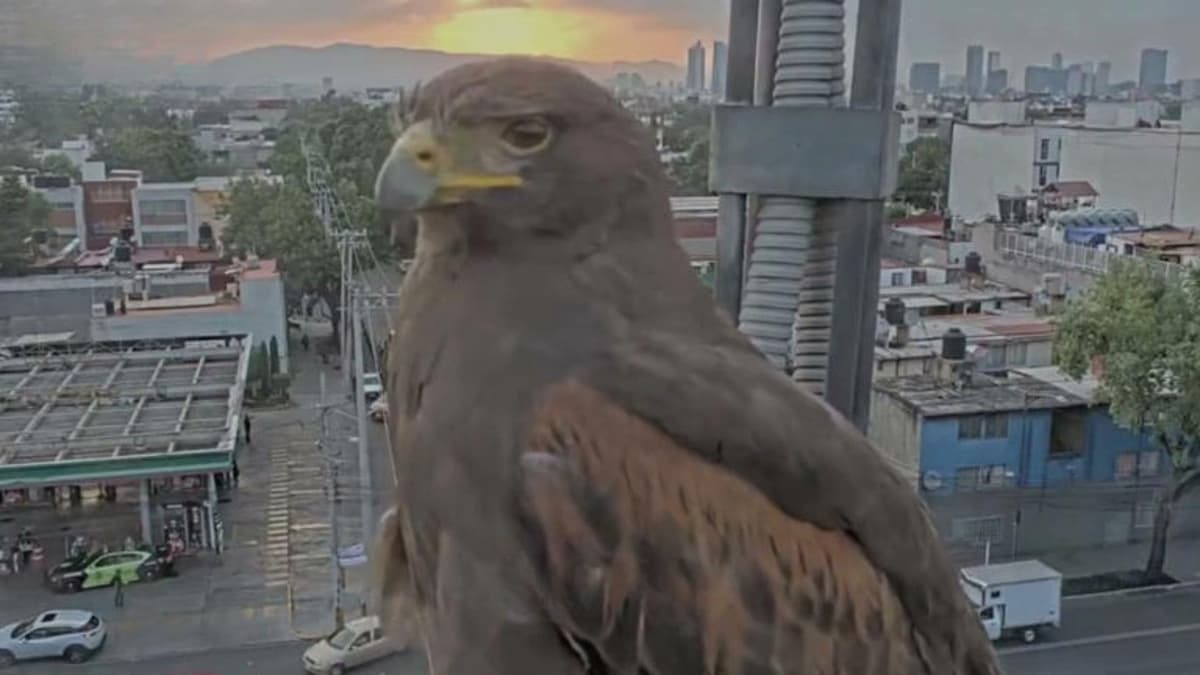 Video: Águila posa frente a las cámaras de seguridad del C5 en CDMX