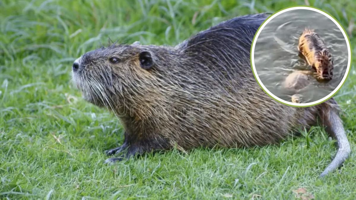 Video: Confunden a rata nutria con un capibara en lago de Tamaulipas