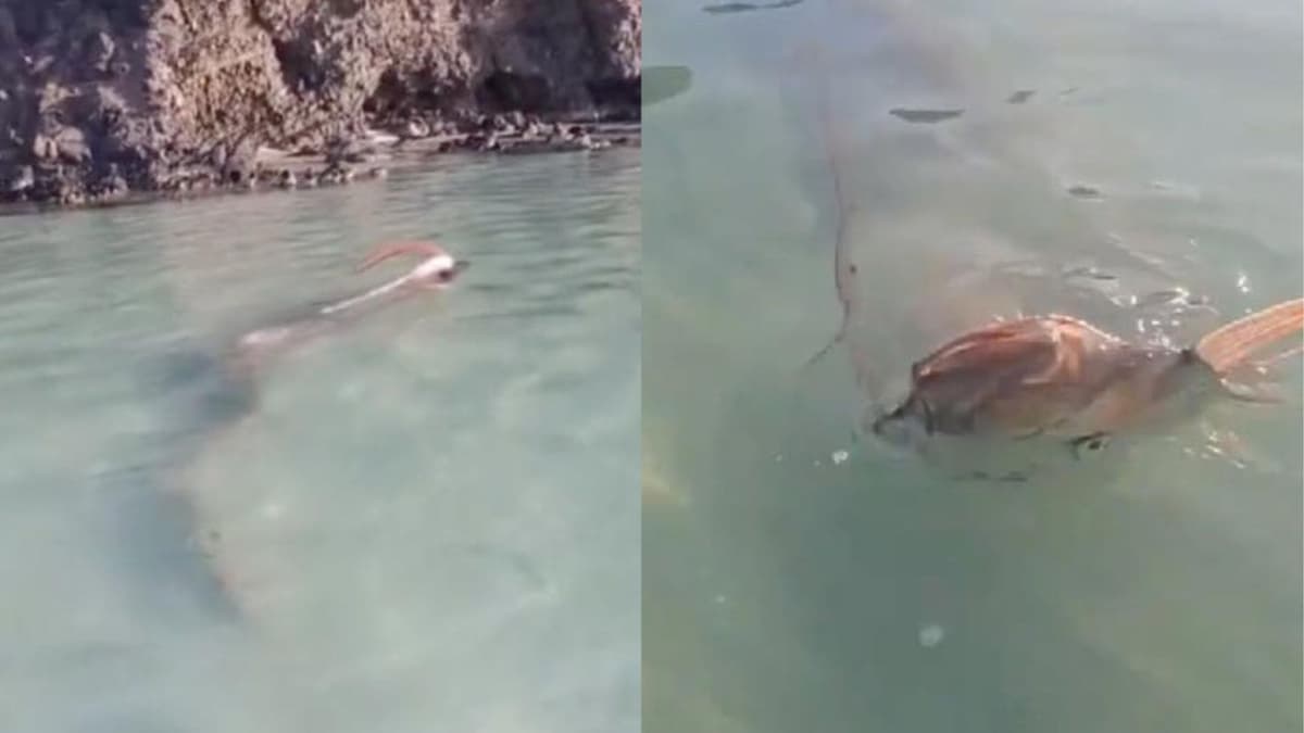 Pez remo, asociado a desastres naturales es captado en playa de Baja California Sur