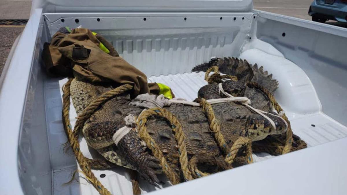 Capturan cocodrilo de 2.5 metros de largo en Acapulco